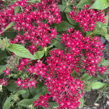 Pentas lanceolata