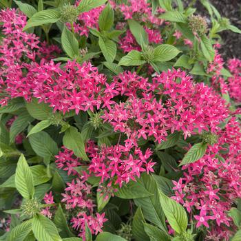 Pentas lanceolata 'True Pink' PP24606P2