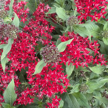 Pentas lanceolata 'Kaleidoscope Deep Red' 