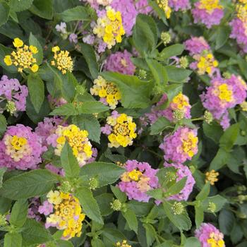 Lantana 'Sunrise' 25,829