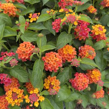 Lantana Havana&reg; 'Harvest Moon' (316674)
