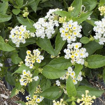 Lantana 'Full Moon' PP32,181