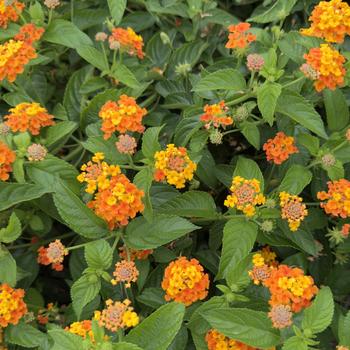 Lantana camara 'Tropic Tamarillo' 