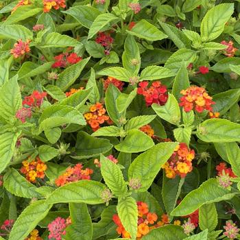 Lantana camara 'Tropic Pitaya' 