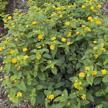 Lantana camara 'Tropic Pineapple' 