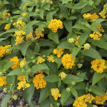 Lantana camara 'Tropic Nandu' 