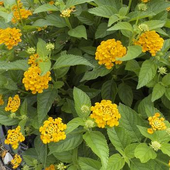 Lantana camara 'Tropic Mango' 
