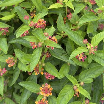 Lantana camara 'Tropic Dragonfruit'
