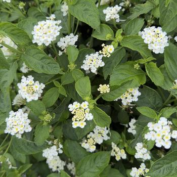 Lantana camara 'Tropic Batida' 