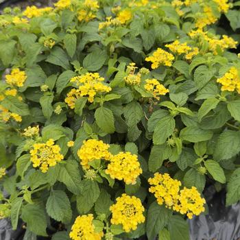 Lantana camara 'Tropic Bamboo' 
