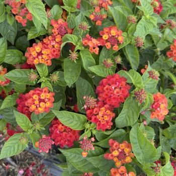 Lantana camara Gem&trade; 'Red Topaz'