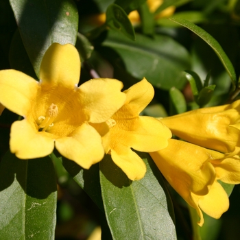 Gelsemium sempervirens 'Margarita' 
