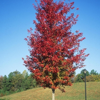 Acer rubrum 'Florida Flame' 