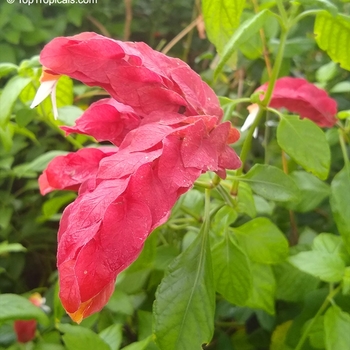 Justicia brandegeana