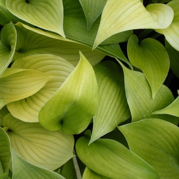 Hosta 'English Sunrise' 