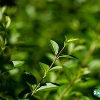 Trachelospermum asiaticum 'Minima' 