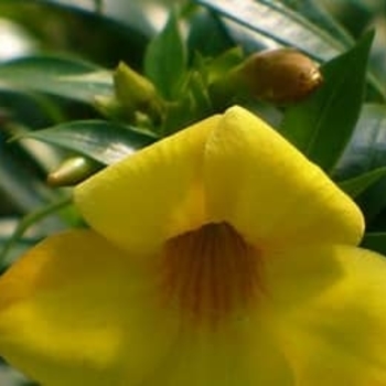 Allamanda cathartica 'Compacta' 