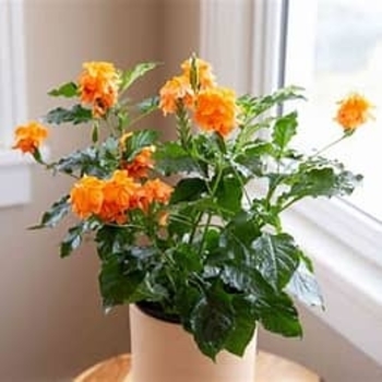 Crossandra infundibuliformis