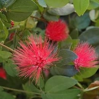 Calliandra emarginata