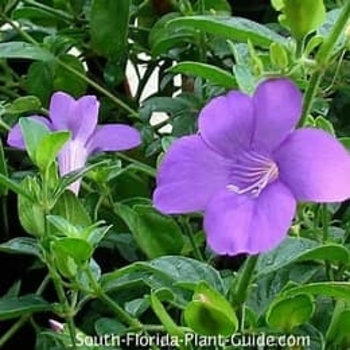 Barleria repens