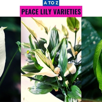 Spathiphyllum 'Multiple Varieties' 