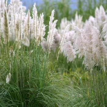 Cortaderia selloana