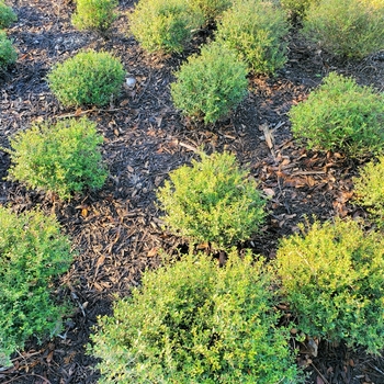 Ilex vomitoria 'Schilling's Dwarf' 