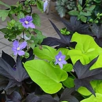 Ipomoea batatas