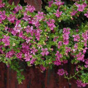 Cuphea hyssopifolia 'Monshi' PP20216P3