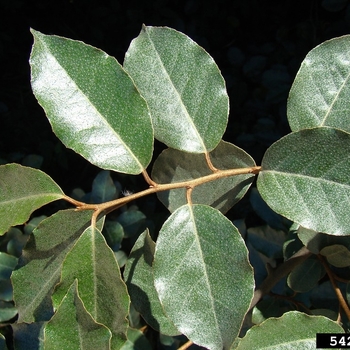 Elaeagnus pungens
