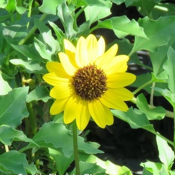 Helianthus debilis