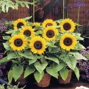 Helianthus annuus 'Sunny Smile'