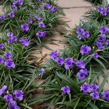 Ruellia brittoniana 'Katie Blue' 