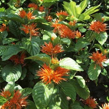 Justicia chrysostephana 'Orange Flame' 