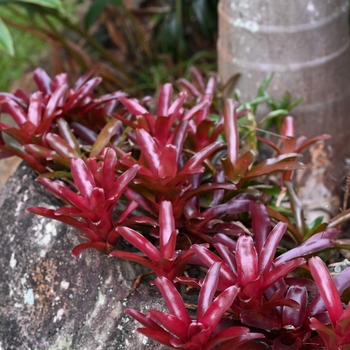 Neoregelia 'Fireball' 