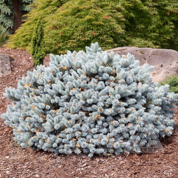 Picea pungens 'Moonstone&reg;' 