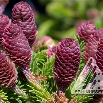 Picea abies 'Pusch' 