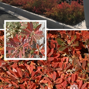 Prunus besseyi 'Pawnee Buttes&reg;' PP20,564