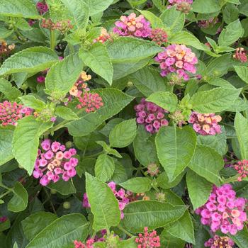 Lantana camara 'Diva Pink' 