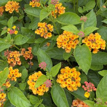 Lantana camara Gem&trade; 'Citrine'