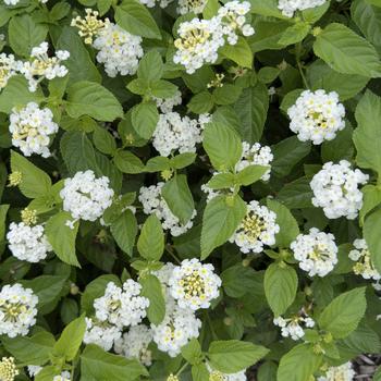 Lantana 'White' PP18,013
