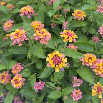 Lantana 'Sunrise' PP27793P2
