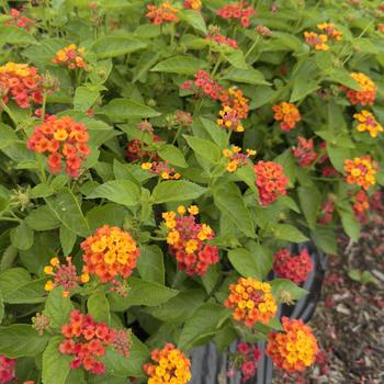 Lantana Heartland® '' (316734)