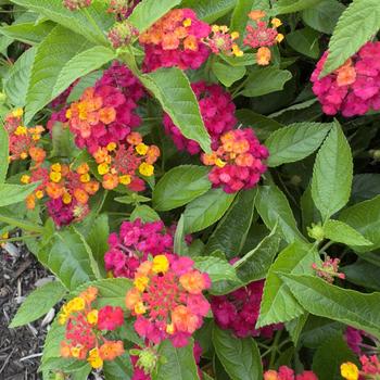 Lantana 
