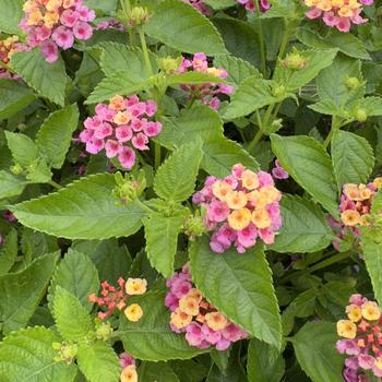 Lantana Heartland&reg; 'Pink Sunset' (316736)