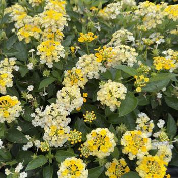 Lantana 'Sunshine' USPP24436P3