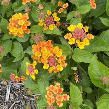 Lantana camara Bandolero&trade; '' (316741)