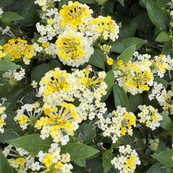 Lantana camara Bandana® 'Lemon Zest' (316743)