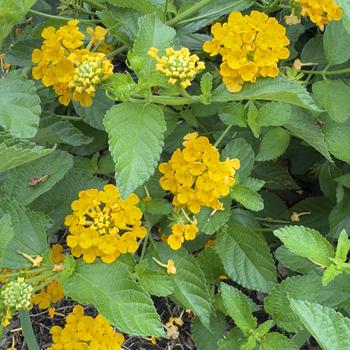 Lantana camara
