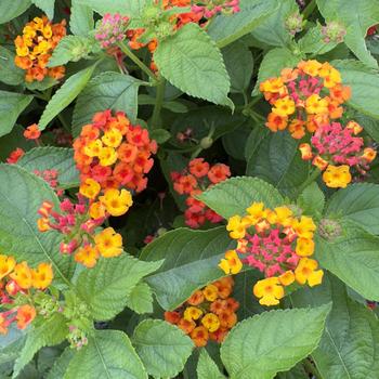 Lantana camara Bandolista™ '' (316745)
